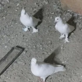 kepderi