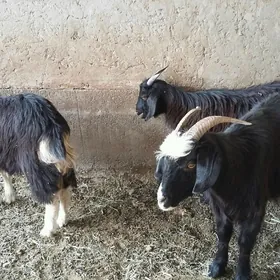 Biçilen teke