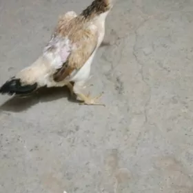 taşkent maki