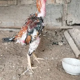 horaz