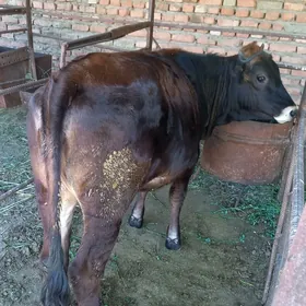 tohum tuwe