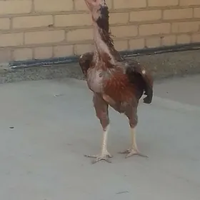 Baýsow towuk