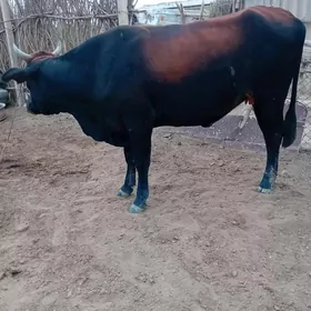 gysyr sygyr