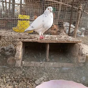 kepderi
