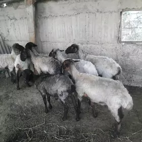 goýun