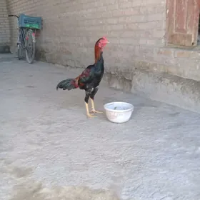 baysow horaz