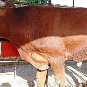 Semiz öküzler