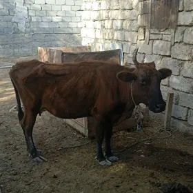 gysyr sygyr