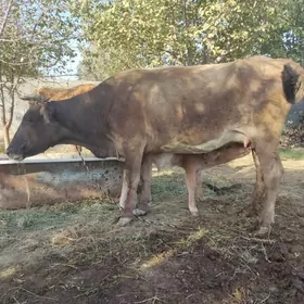 GOLELİ SYGYR