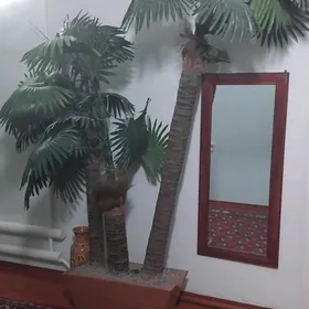 PALM