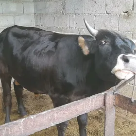 2 ökiz Bakylan