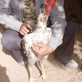 horaz хораз