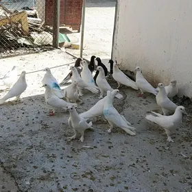 kepderi