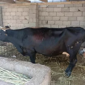 bogaz sygyr  8 aý bolup  gecen