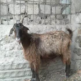 Geci