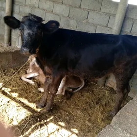 Göle
