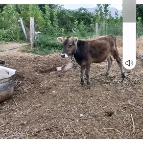 okuzve