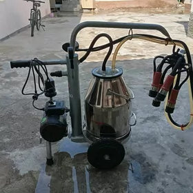 Sygyr sagylyan enjam