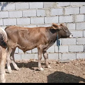 öküz