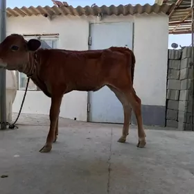 Tüwe göle