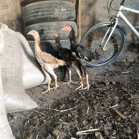 paroda juja