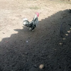 towuk karlik.
