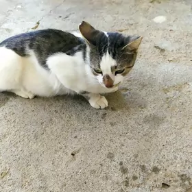 Pişik