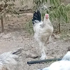 Horaz