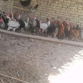 хораз