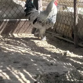 brama