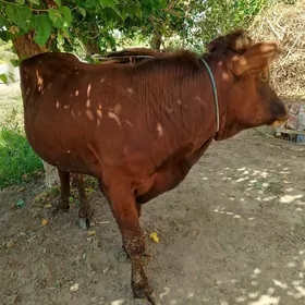 Öküz