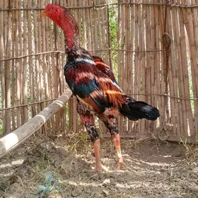 horaz