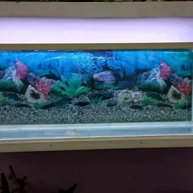аквариум akwarium