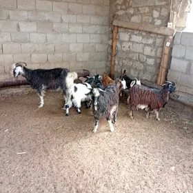 Çewiş