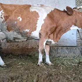 Smental okuzçe şvet