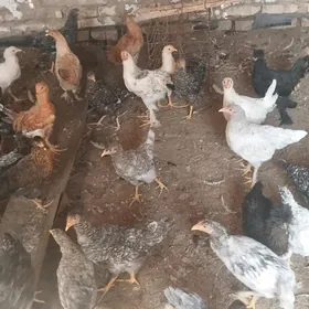 Towuklar