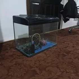 akwarium