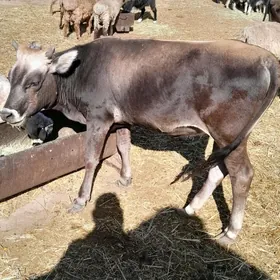 tüwe