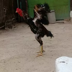 horaz