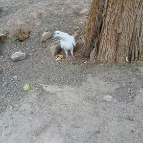 kepderı