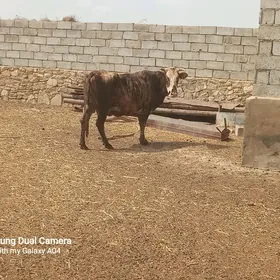 sygyr bakylan