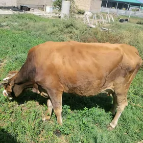 Goleli Sygyr