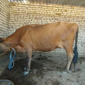 GÖLELI SYGYR