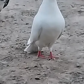 KEPDERI..