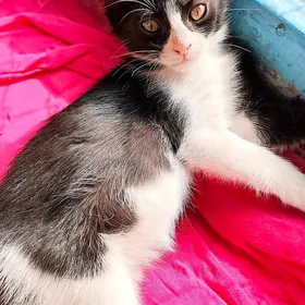 котёнок