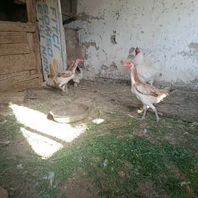 paroda towuk