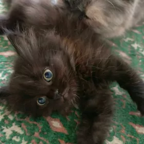 кошка