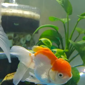 Oranda Balyk