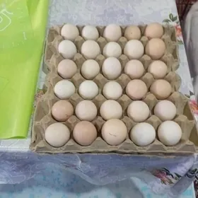 Яйца