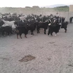 cewiş